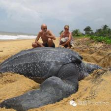거대한 바다거북