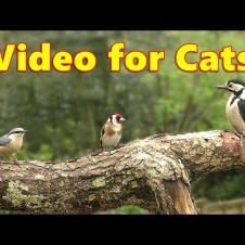 Videos for Cats ~ Cat TV Garden Birds Delight ⭐ 8 HOURS ⭐