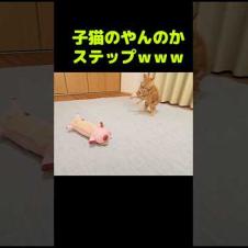 子猫のやんのかステップがかわいい...笑#shorts
