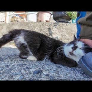 猫島の通りで出会った控えめに甘えてくる猫をナデナデすると付いてくるようになった