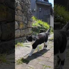 黒い鼻のハチワレ猫ちゃん付いてくる