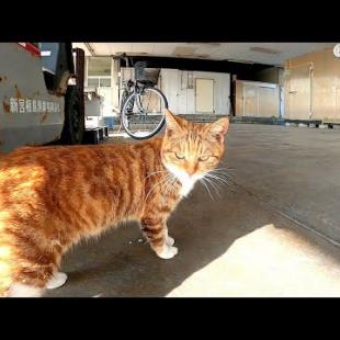 野良猫「漁港のパトロール行くけど付いてくる?」