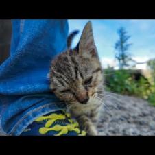 【癒し爆発】公民館の日陰で休んでたら子猫が自らモフられに来た件🐾💕