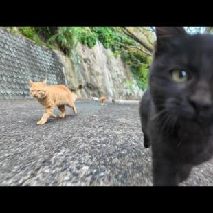 山の上集落から港まで付いてきた猫たち、港の猫グループと喧嘩になりそうだったので元の場所まで連れて帰った