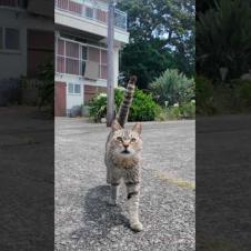猫島の漁港前で歩いてたら…猫が自らモフられに来た