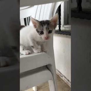 🐾 Meet the World's Sweetest Kittens! 😻🌍#shorts #kitten #cat #catlove #cute #animals