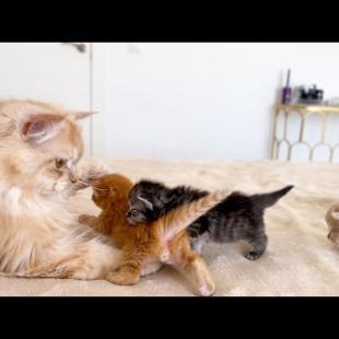 Dad Cat Loves his Baby Kittens