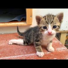 🐾 Kitten Looking for Its Mother on the Street Goes Viral!😿