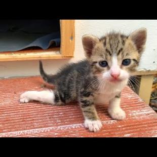 🐾 Kitten Looking for Its Mother on the Street Goes Viral!😿