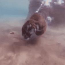 잠수하는 호랑이