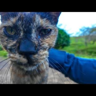 公園の遊歩道で出会ったサビ猫ちゃん、椅子に座るとテーブルの上に乗ってきた