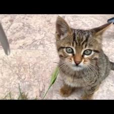 🎮 Playtime with a Tabby Kitten: Get Ready for Laughs! 😂🐾