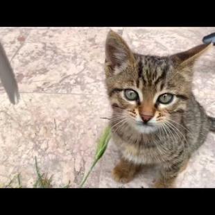 🎮 Playtime with a Tabby Kitten: Get Ready for Laughs! 😂🐾