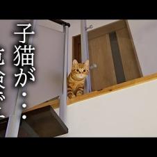 犬がくんくん泣くので上を向くと子猫が...