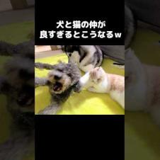 犬と猫の仲が良すぎるとこうなる...笑#shorts