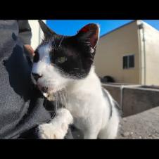 港の石段に座っていたら猫がトコトコ歩いてきて隣に座ってきた