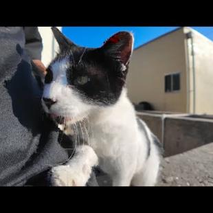 港の石段に座っていたら猫がトコトコ歩いてきて隣に座ってきた