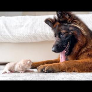 German Shepherd Meets Kitten For The First Time!