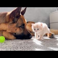 German Shepherd Refuses to Share Toy with Tiny Kittens