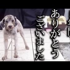 土手に捨てられた犬と5年間一緒に暮らしてきた結果こうなりました...