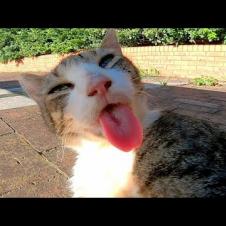 背中を撫でると舌をペロペロする猫が可愛すぎる