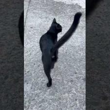 Cat: meow love me💕🐾#short #kitten #cat #catlove #cute #animals  #adoptstrays