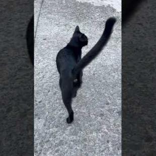 Cat: meow love me💕🐾#short #kitten #cat #catlove #cute #animals  #adoptstrays