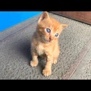 ❤️ Between Love and Hunger! 7 Kittens Cling to Mother