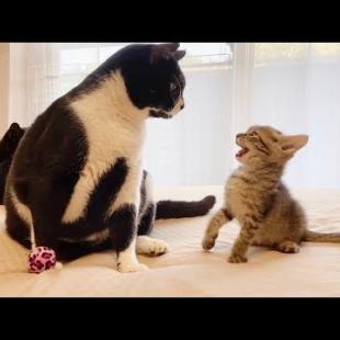 先輩猫にお気に入りのおもちゃを取られた時の子猫の反応【保護猫】