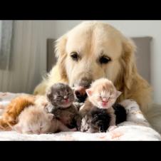 Golden Retriever and Newborn Tiny Kittens