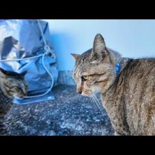 「コラ、そこはオレのシマだ！」路地裏でちゅーるもらってた猫、ヤクザ猫に詰められる💢