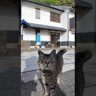 漁港の街の猫ちゃん、モフられにきた