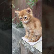 The cutest kitten in the world #shorts #meow #kitten #cat #cute #baby #animals  #suncats #kittens