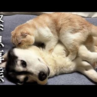 深夜に子猫がいなくなり緊急でハスキー犬を起こす猫がこちら...