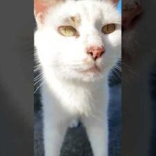 会うと必ず挨拶してくる猫