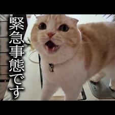 猫が大泣きして犬の異変を知らせにきたのでついて行くと...