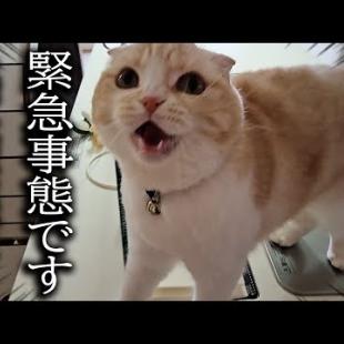 猫が大泣きして犬の異変を知らせにきたのでついて行くと...