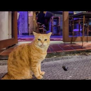 呑み屋街の猫ちゃん今日も食べ歩きしてます