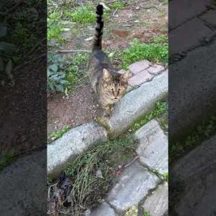 😻Tabby cat comes to me meowing #shorts #cat #catvideos #animals #cute