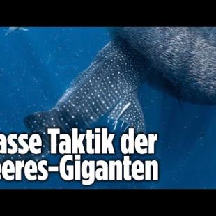 [독일 Bild紙] Natur-Spektakel: Haie im absoluten Fress-Rausch
