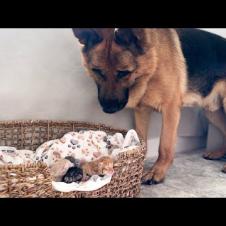 Adorable German Shepherd Reacts to Tiny Kittens [Cuteness Overload]