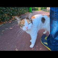 人を見ると嬉しそうに駆け寄ってきて足元にすり寄る公園の猫が可愛すぎる