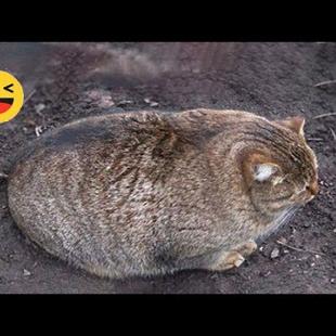 Funniest Cats 😹 - Don't try to hold back Laughter 😂 - Funny Cats Videos #7
