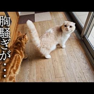 朝から猫達が騒いでるのでついて行ったまさかの展開に...