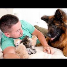 German Shepherd's Reaction When She Finds Her Owner with Kittens