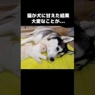 猫が犬に甘えた結果大変なことが...#shorts