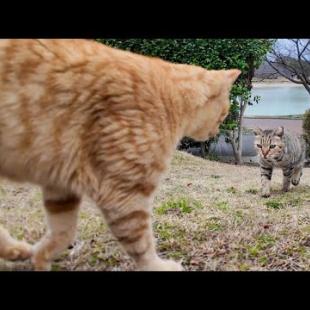 公園の仲良し猫二人組がやってきた