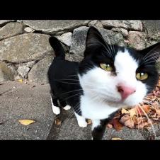 The black-and-white cat that I saw in the castle town has been nadenade.