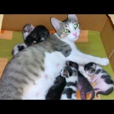 Mother living on the street breastfeeding her kittens