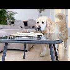 Golden Retriever Dog Finds a Juicy Steak Left Alone